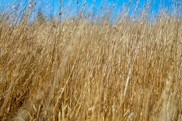 Fototapeta premium El calafate