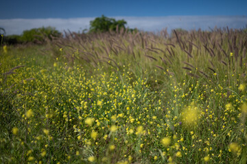 Mostly blurred yellow flowers field. Summer meadow with bastard cabbage