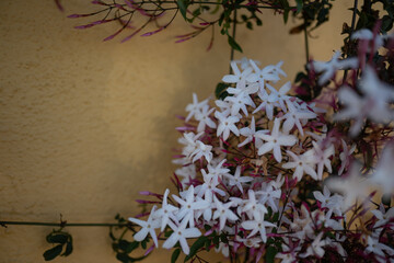 Mostly blurred small pink and white flowers of pink jasmine on yellow wall