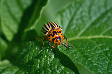 Potato bug on green leaf of potato plant. Colorado potato beetle eats potato leaves. Pest invasion, parasite destroy potatoes plants, insect on leaves