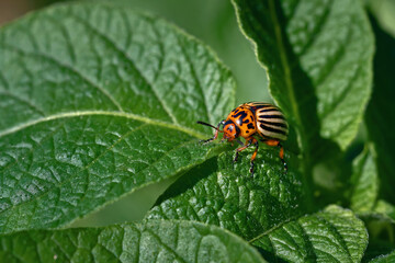 Potato bug on green leaf of potato plant. Colorado potato beetle eats potato leaves. Pest invasion, parasite destroy potatoes plants, insect on leaves