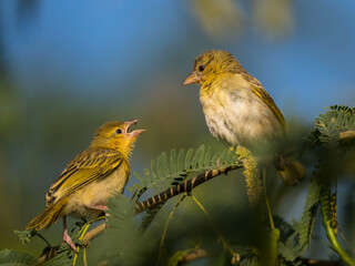 Rüppell's weaver birds of saudi arabia