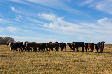 Fototapeta premium Cows grazing in the field, in the Pampas plain, Argentina