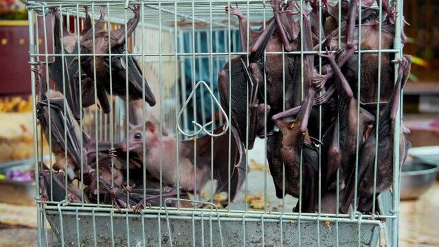 Bats sitting in a cage, standing in a street market in Indonesia.