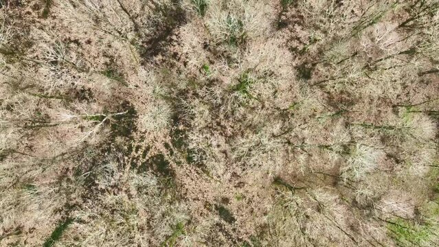 DRONE vue a&eacute;rienne sur for&ecirc;t en mouvement - 4K