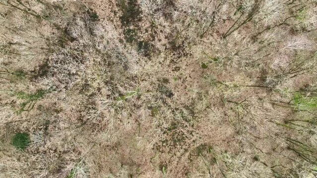 DRONE vue a&eacute;rienne sur for&ecirc;t en statique - 4K