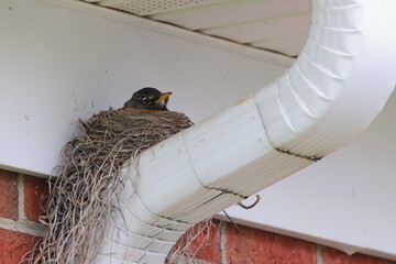 American robin nesting on gutter downspout. 
