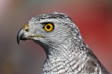 Closeup shot of a Northern goshawk's face with a yellow eye and a gray beak