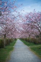 Cherry blossoms. Park with pink flowers on the trees. Spring.