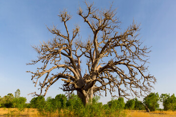Baobab tree in Karsome, Togo.