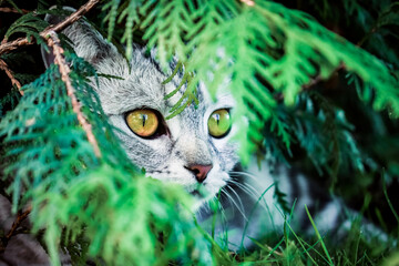 a cat lurking for its prey and hiding behind a bush, the cat looks to the side with its yellow eyes
