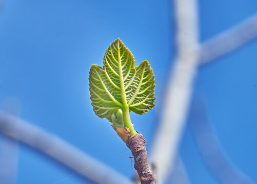 Junges Feigenblatt, Feigenbaum, ficus carica, Peloponnes, Griechenland
