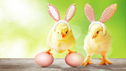 Little cute newborn baby chick for Easter celebration.