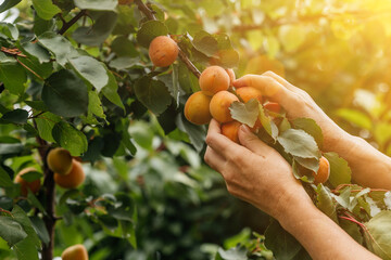A woman farmer harvests apricots from a tree