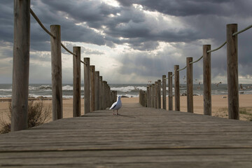 a seagull is standing on a wooden pier at the atlantic ocean under a very cloudy sky
