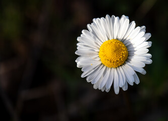 White daisy, delicate and pure flower, in the field with its natural background