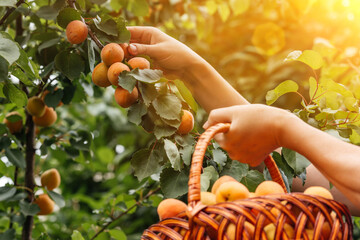 A woman farmer harvests apricots from a tree