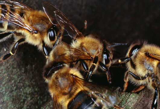 Eine Honigbiene wird von fremden Bienen gezaust. Thueringen, Deutschland, Europa - A honey bee is being ruffled by strange bees. Thuringia, Germany, Europe