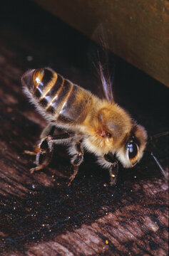 Eine faechelnde Honigbiene am Flugloch der Bienenbehausung. Thueringen, Deutschland, Europa -
A fanning honey bee at the hive entrance. Thuringia, Germany, Europe
