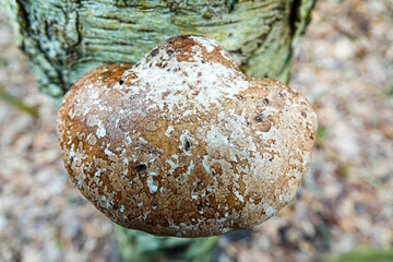 mushroom on tree