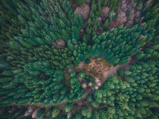 Obraz premium Perthshire, Scotland. Forest from above.