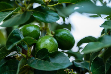 Peterson avocado fruit on tree.