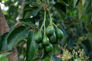 Peterson avocado fruit on tree
