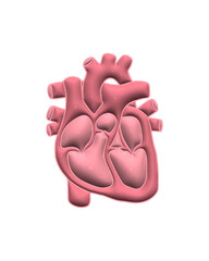 human heart anatomy model 3d