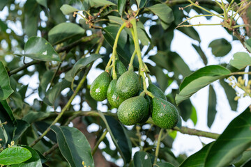 Peterson avocado fruit on tree