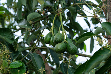 Peterson avocado fruit on tree