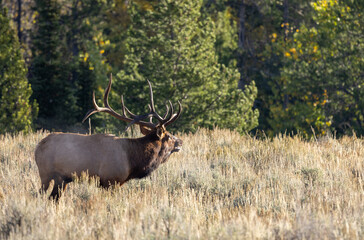 Bull Elk During the Rut in Wyoming in Autumn