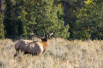 Bull Elk During the Rut in Wyoming in Autumn