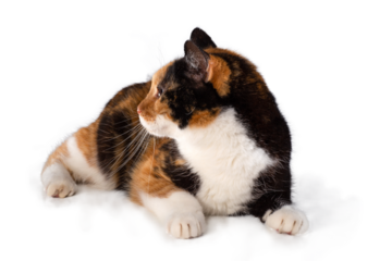 cat isolated, png file