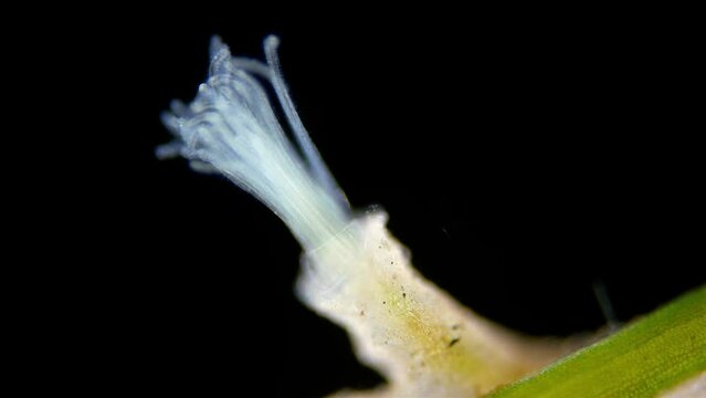 Freshwater bryozoans under microscope, Class Phylactolaemata, Order Plumatellida. Filter feeders. Similar to worms in Sabellida family
