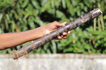 Fresh sugarcane held in hand after harvesting that can be consumed or processed further to make jaggery or sugar