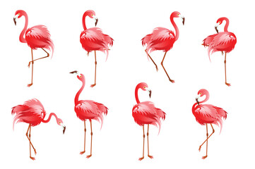 Fototapeta Set of flamingo concept in the flat cartoon style on a white background. Images of a pink flamingo from different angles. Vector illustration. obraz