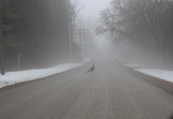 Turkey Crossing Road