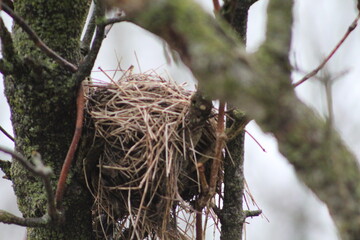 nest on tree