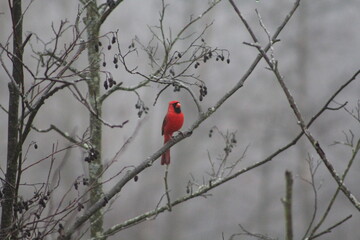 red cardinal in the snow