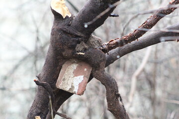 brick in tree
