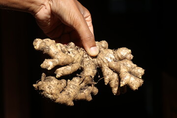 Fresh ginger harvested from ginger fields held in hand on a natural light with black background