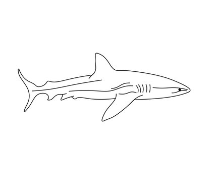 Vector isolated one single swimming shark side view  colorless black and white contour line easy drawing