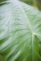 gros plan sur une feuille arum avec des gouttes de pluie