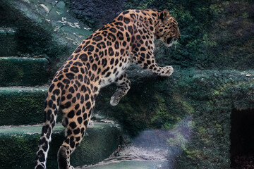 a large adult leopard climbs the rocks in the zoo reserve © Анна Рубашина
