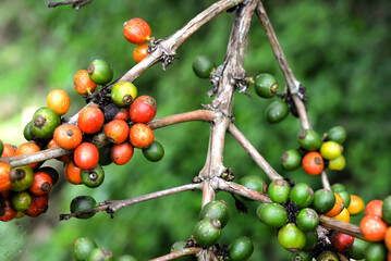 one type of coffee fruit that is still in the branches to be harvested