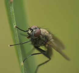 close up of a fly on a leaf
