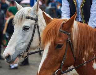 Portrait of white and brown horses. Close-up.