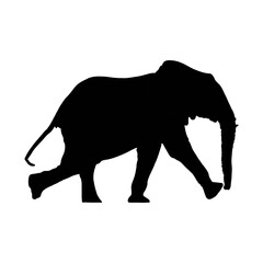 silhouette of elephant