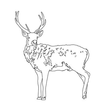 line art illustration of deer