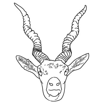 line art illustration of deer's head